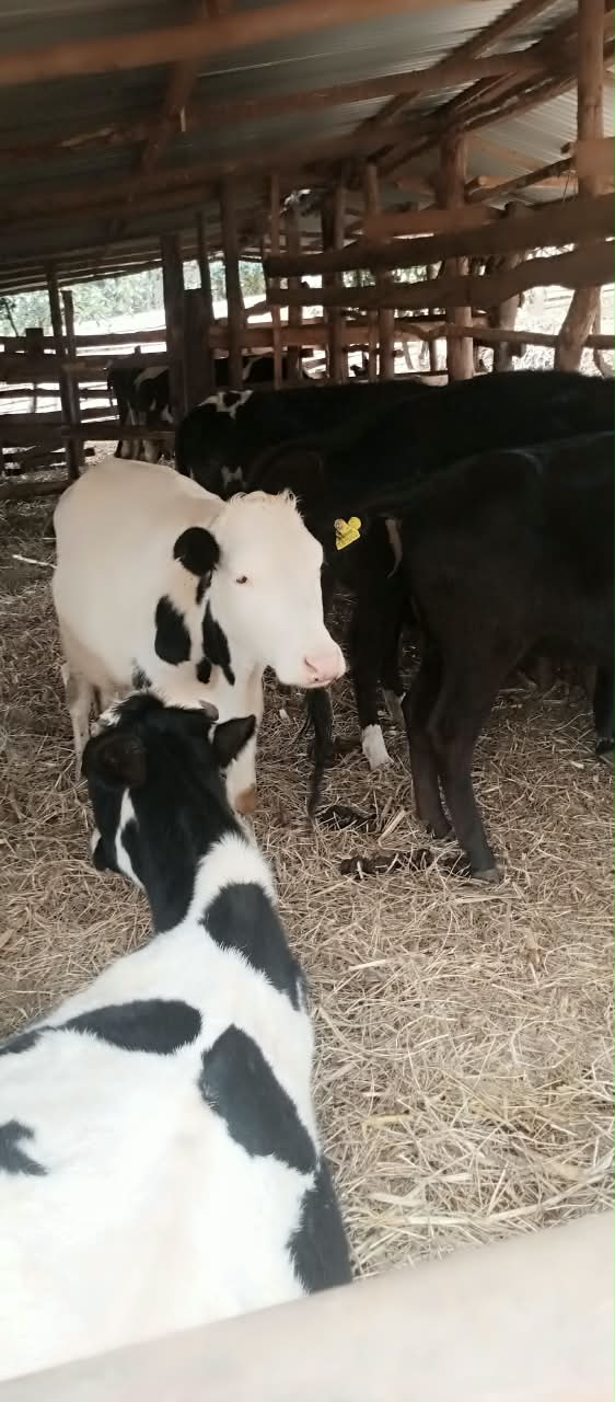 Young cattle in the highland stall