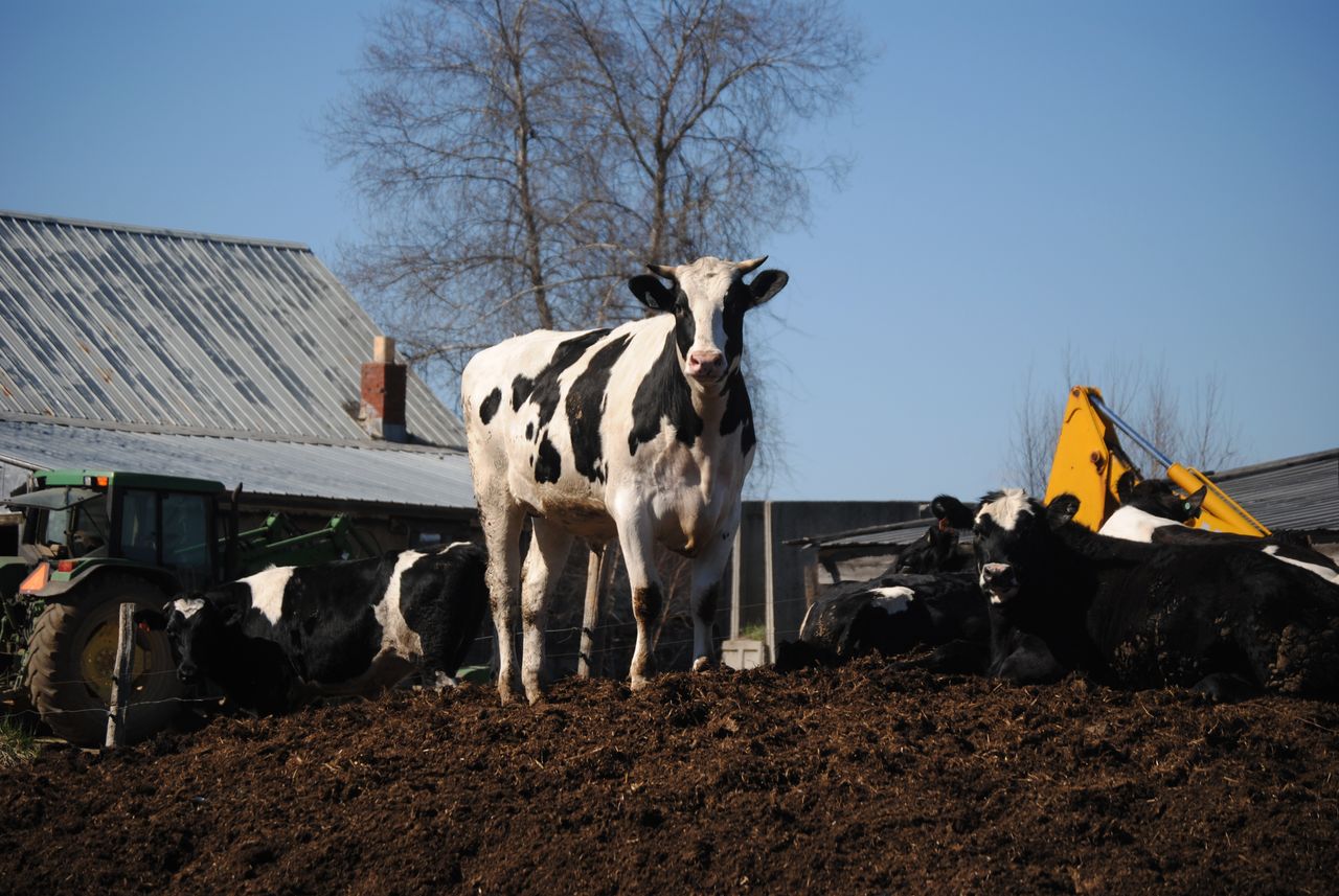 Beef cattle on the farm