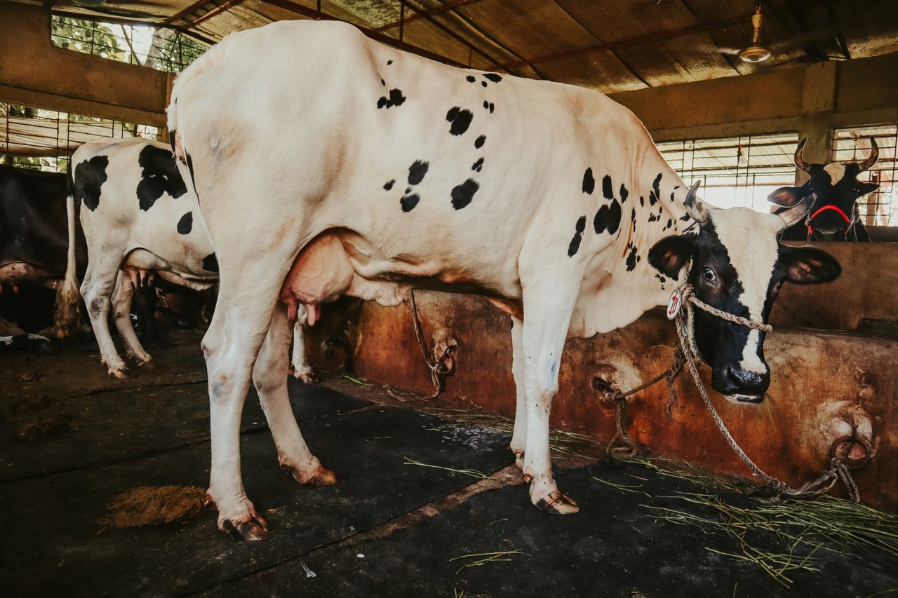 Cattle on pasture