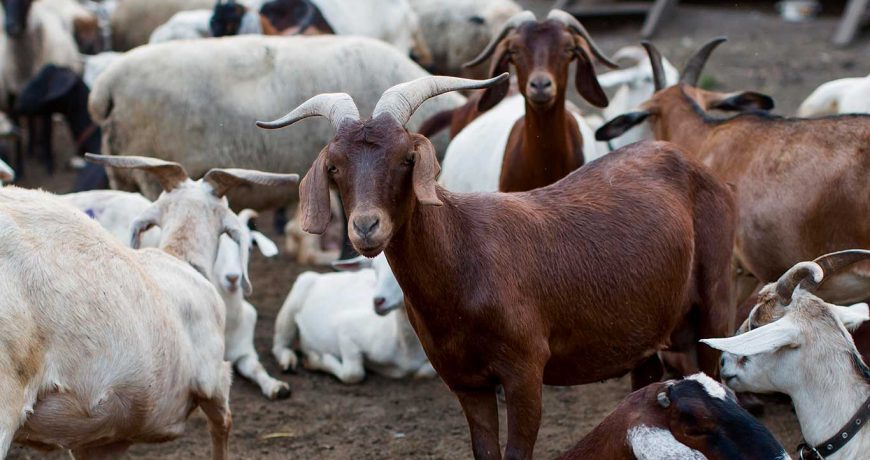 Goats on highland keep