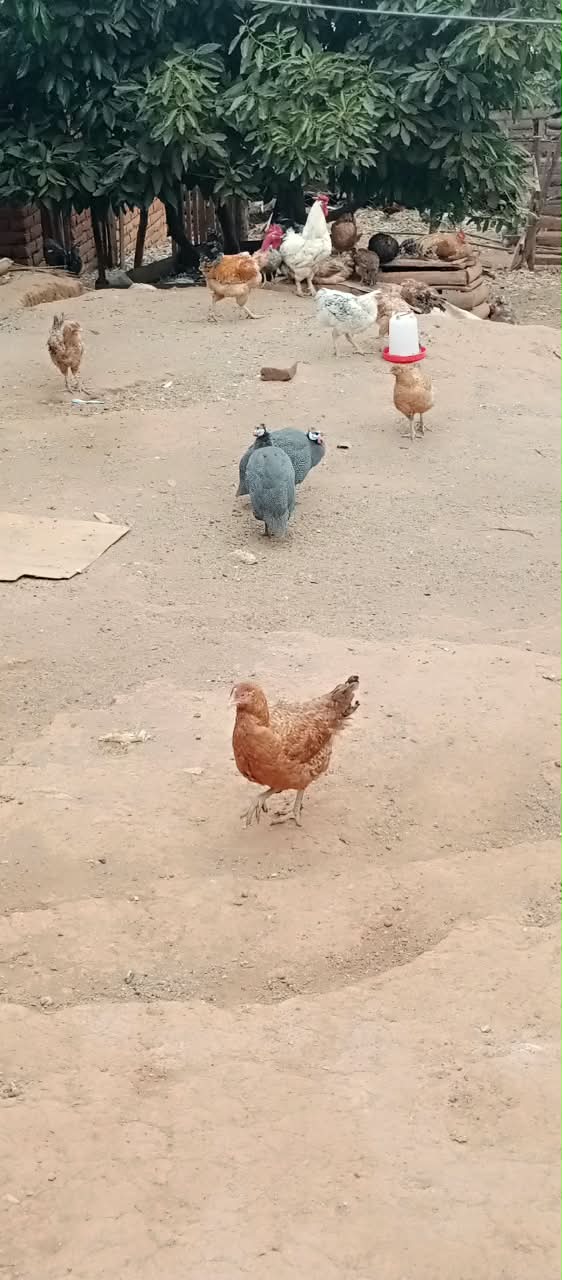 Hens on the farm