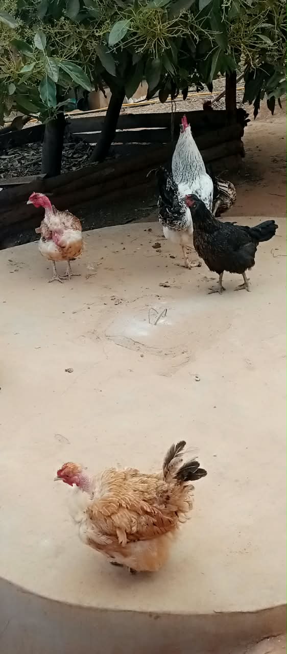 Birds in highland keep