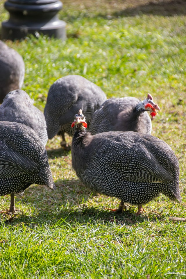 Poultry in the Kagunga yard