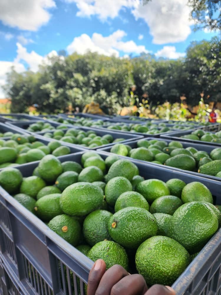Avocado fruit packed in crates from the orchard