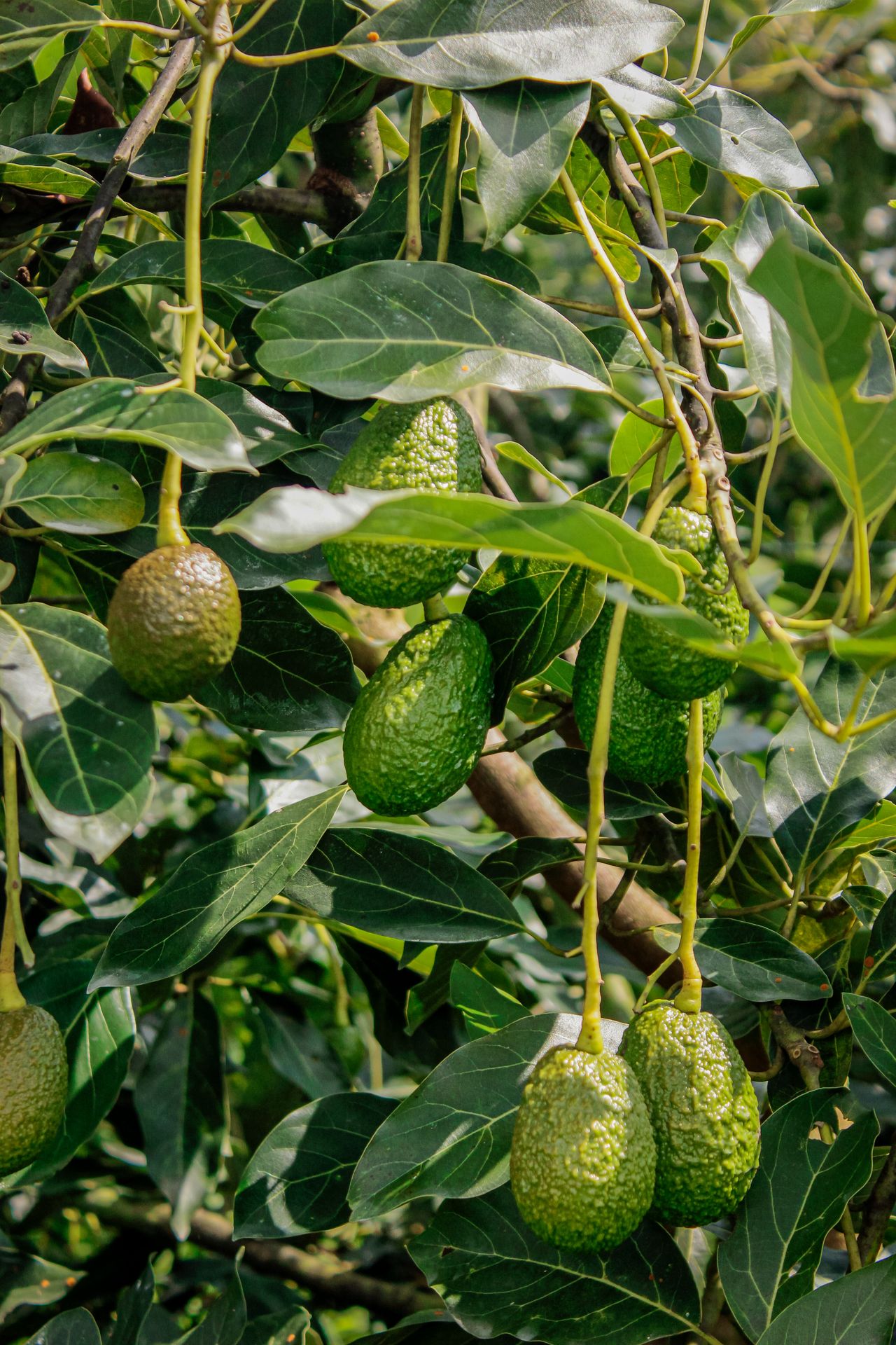 Avocado fruit hanging on the tree in Njombe