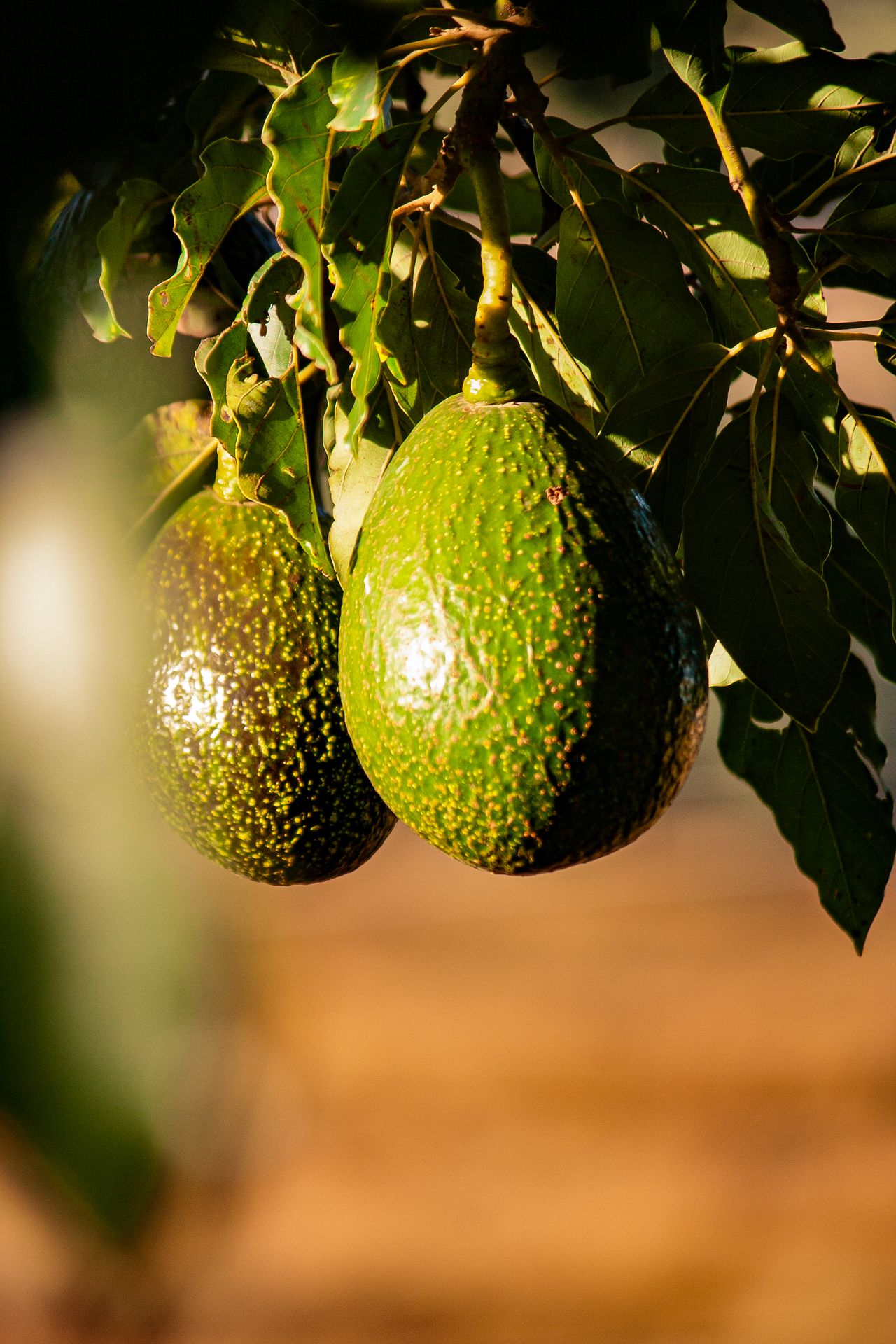Avocado fruit hanging on the tree in Njombe