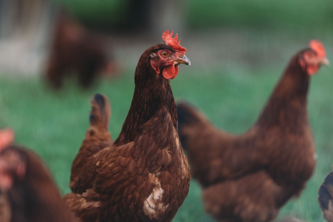 Poultry close up on the farm