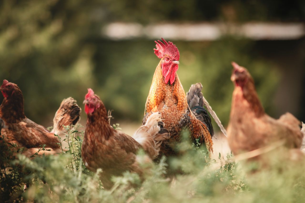 Hens kept on highland ground
