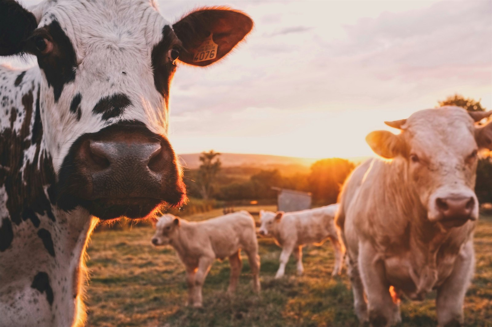 Cattle on the farm at dusk