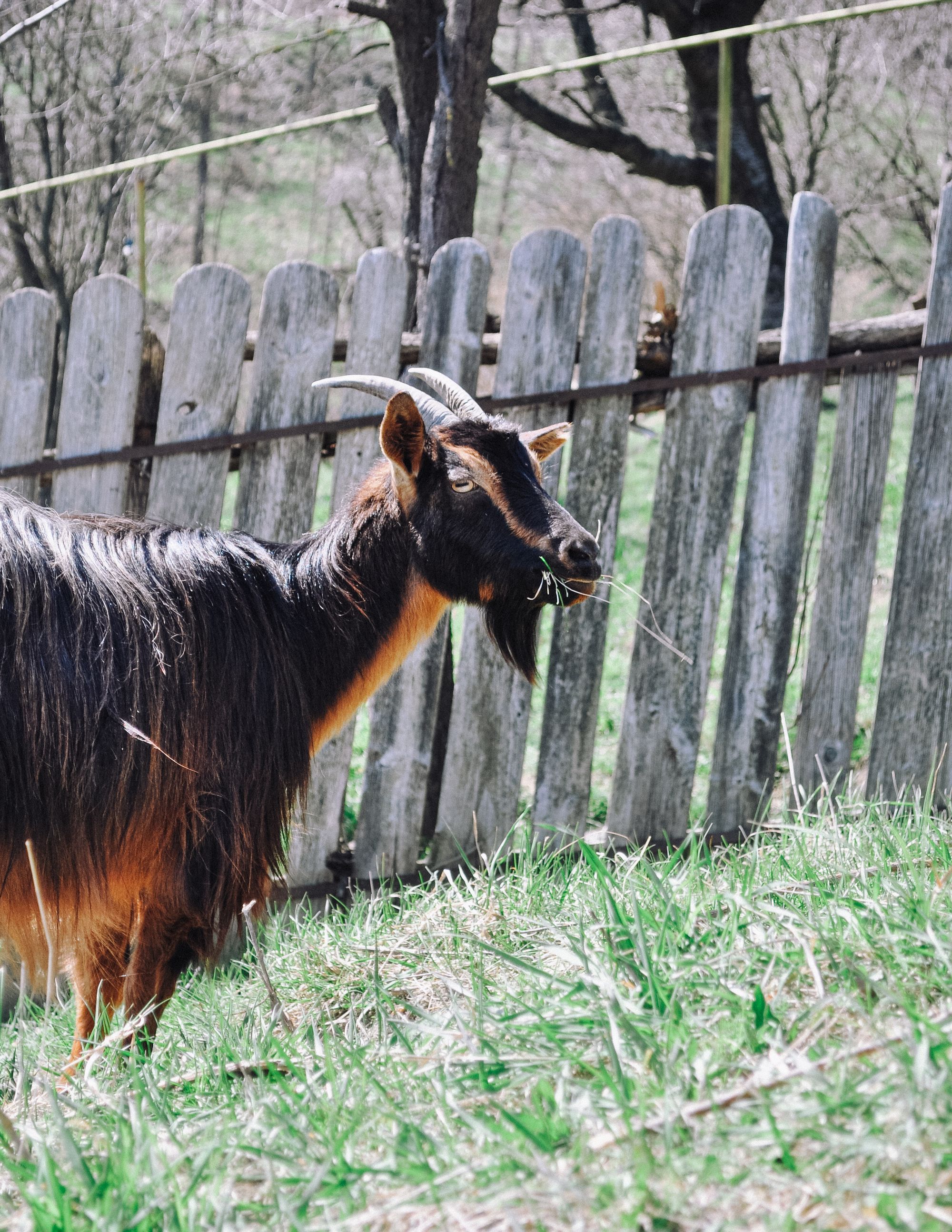Goat at the fence