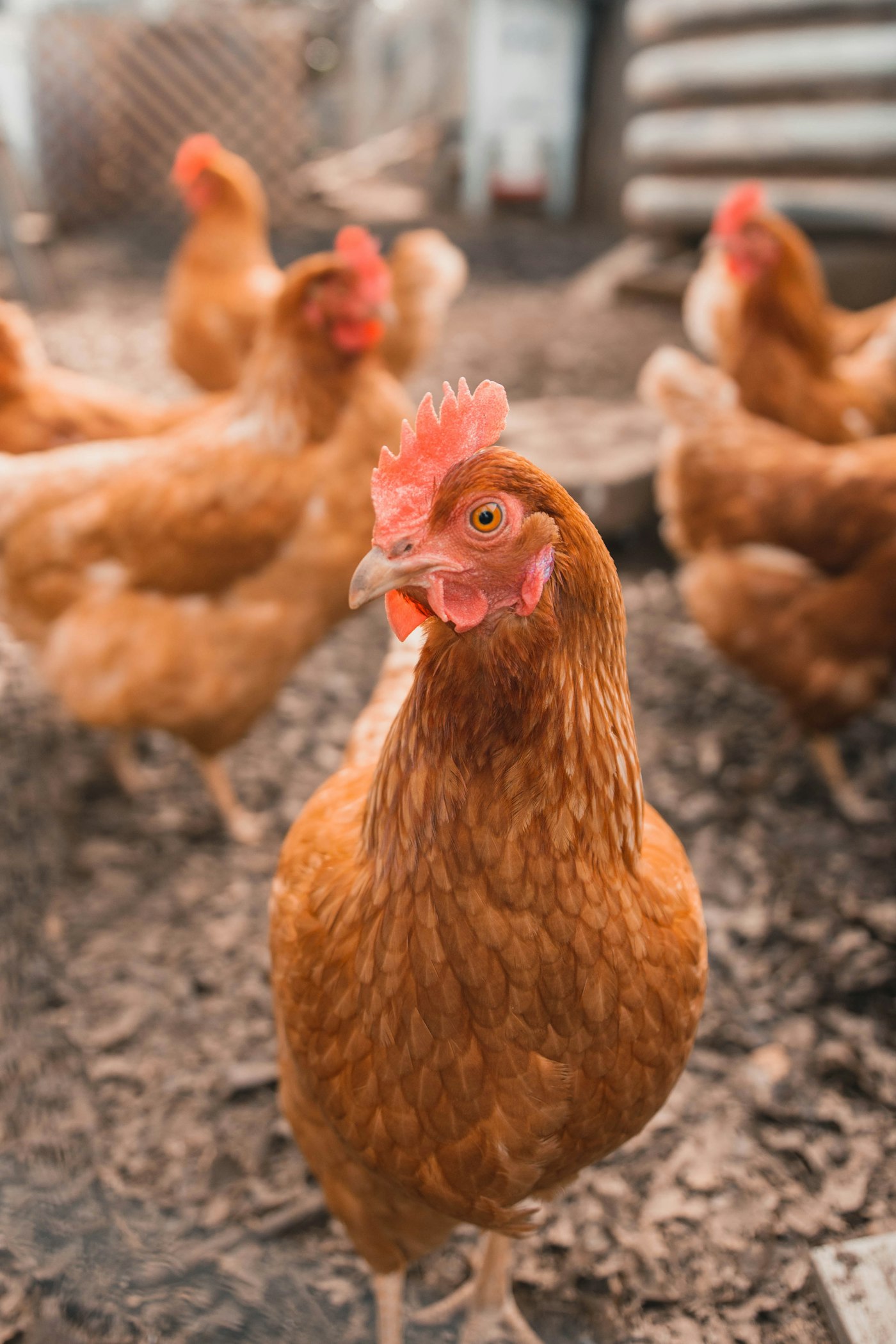 Hens kept in the farmyard