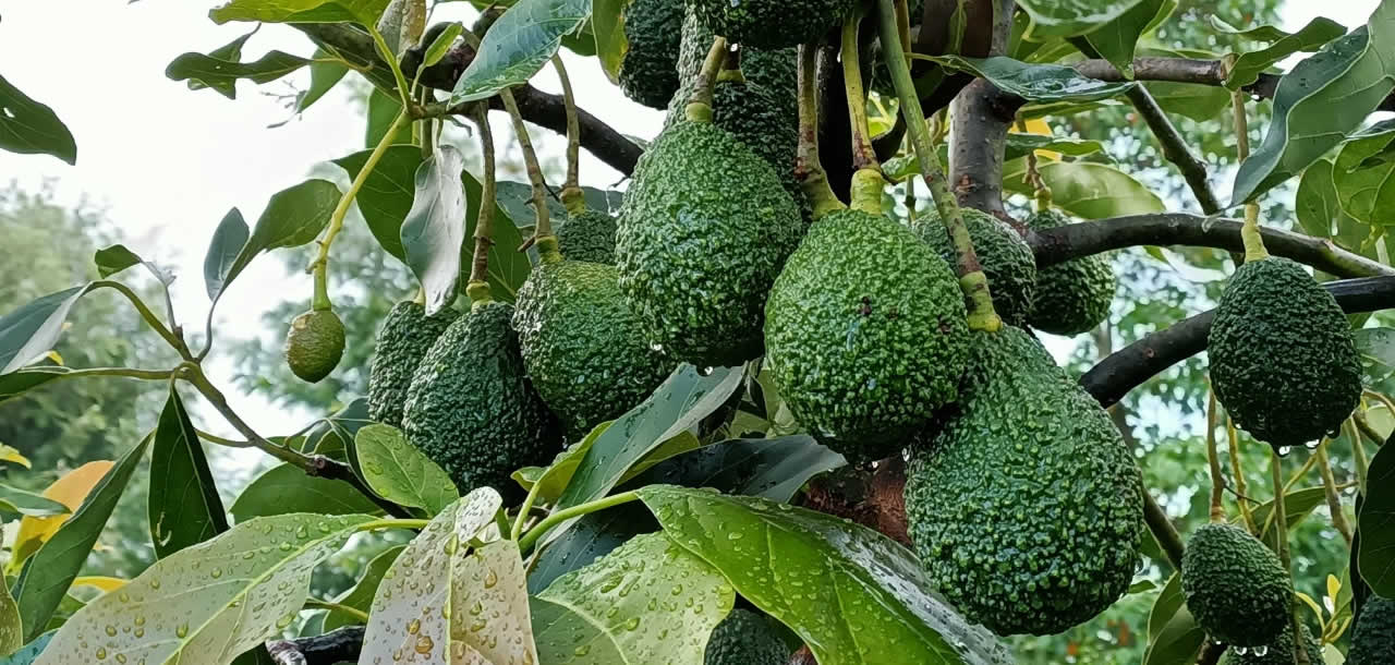 Avocado fruit on the tree after rain